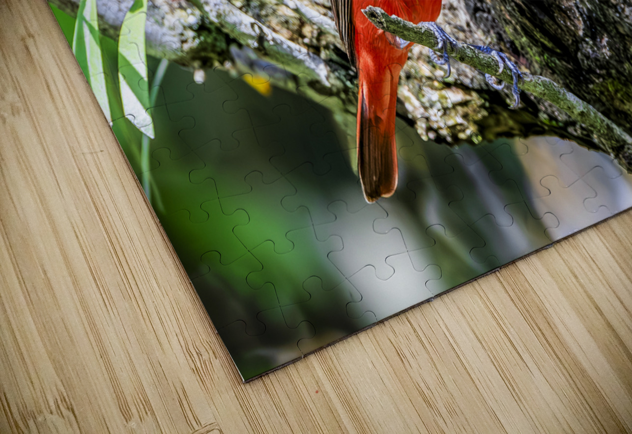 Painted bunting Tono Chavez Puzzle