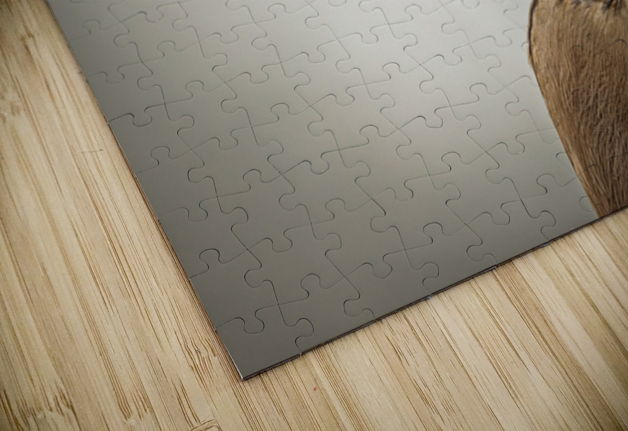 Store Key Biscayne AE2A9025 Tono Chavez Puzzle