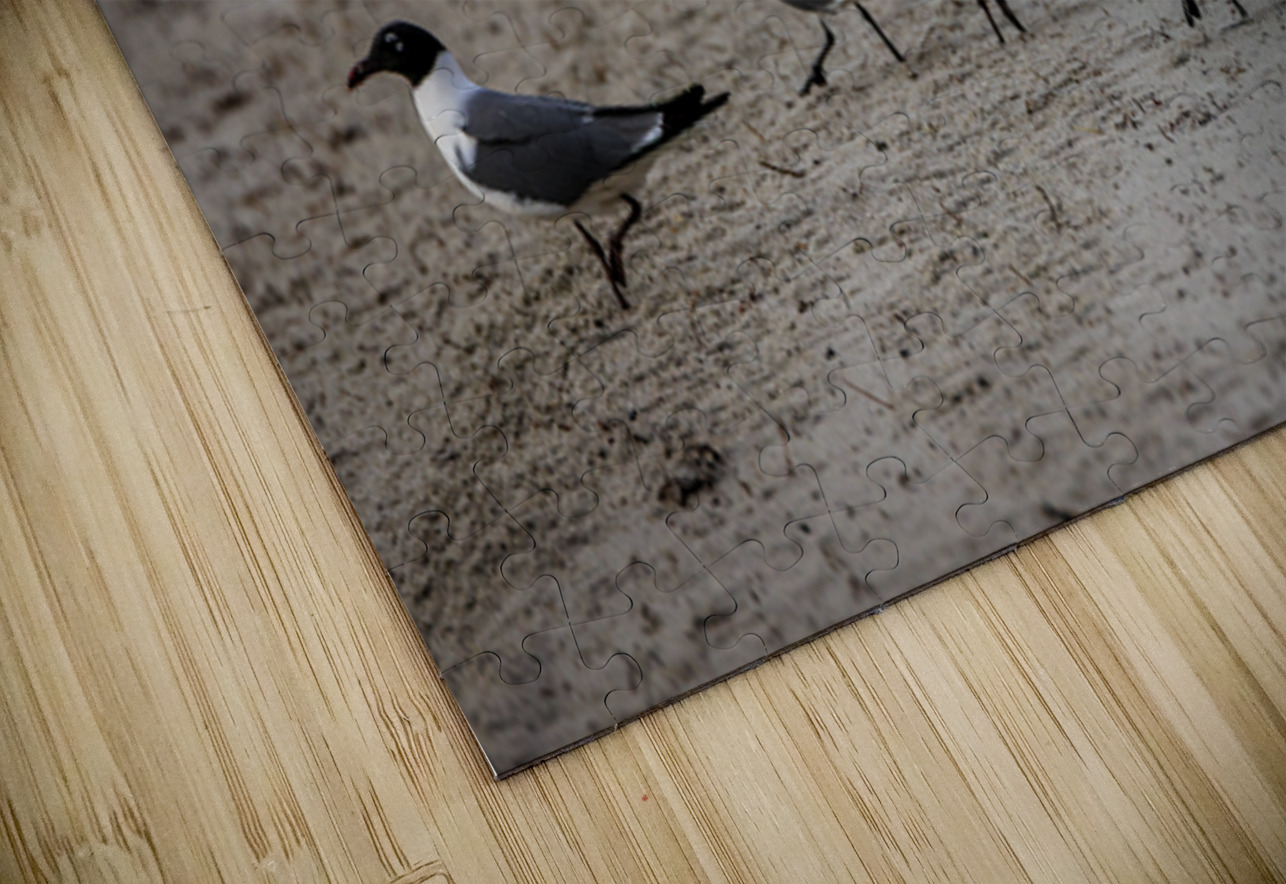 Store Dania Beach AE2A8947 Tono Chavez Puzzle