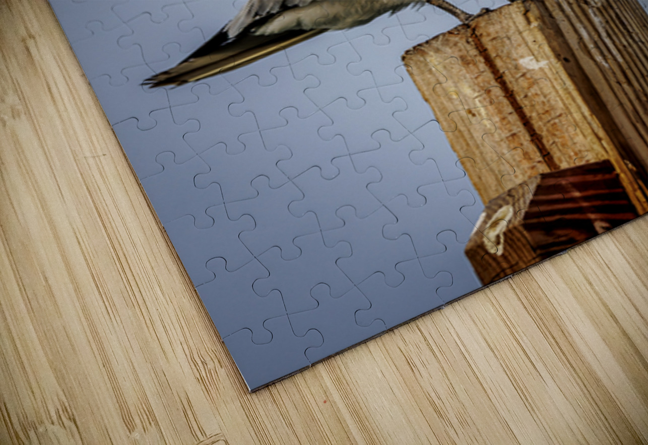 Store Dania Beach AE2A8709 Tono Chavez Puzzle