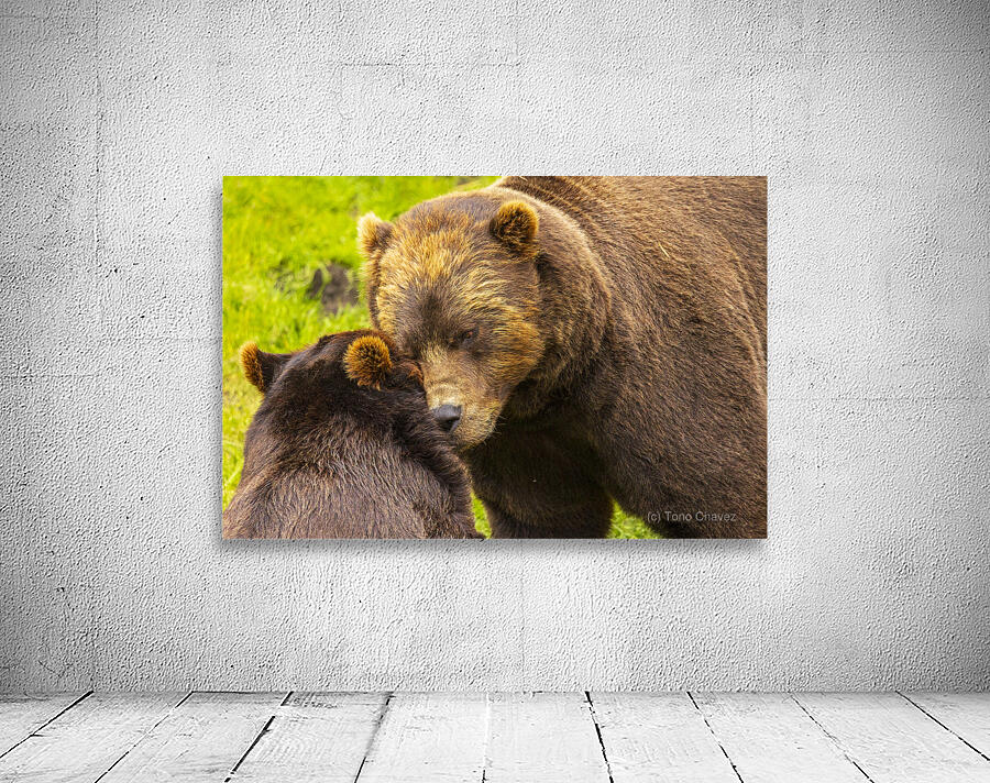 Alaska Bears Wall Preview