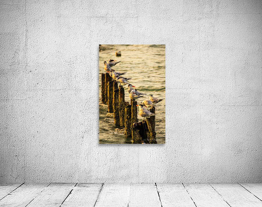 Birds at Sunrise Wall Preview