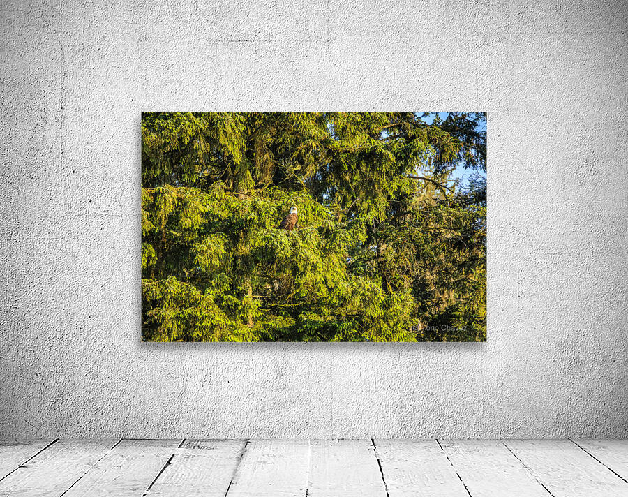 Store Alaska5L3A7987 Wall Preview