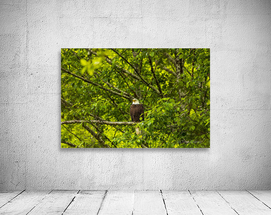 Store Alaska5L3A8325 Wall Preview