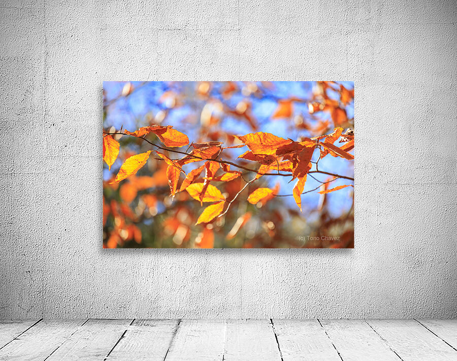 Store Georgia 5L3A0068 Wall Preview