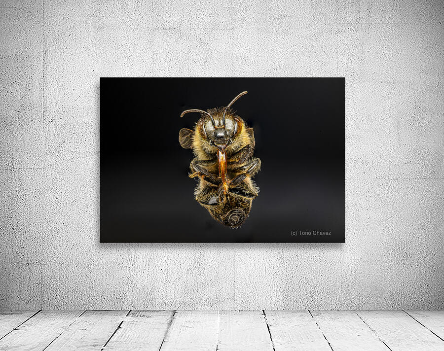 Store Macro 5L3A2811 Wall Preview