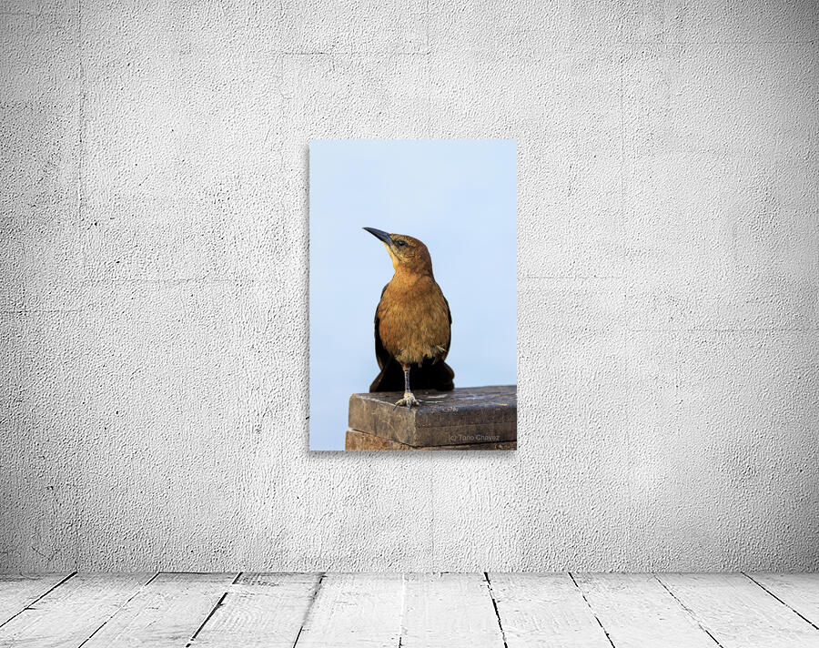 Store Dania Beach AE2A8779 Wall Preview