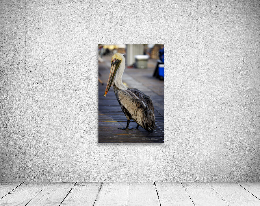 Store Dania Beach AE2A8718 Wall Preview