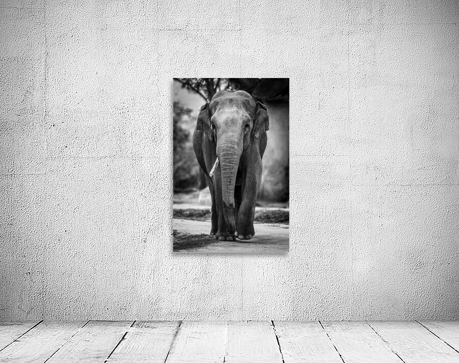 Wildlife 9 Wall Preview