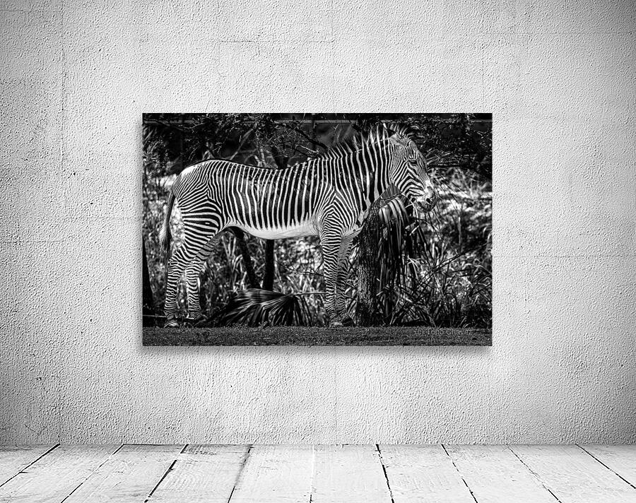 Wildlife 6 Wall Preview