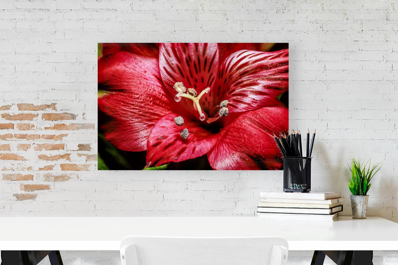 Store Macro 5L3A3569 Reproduction