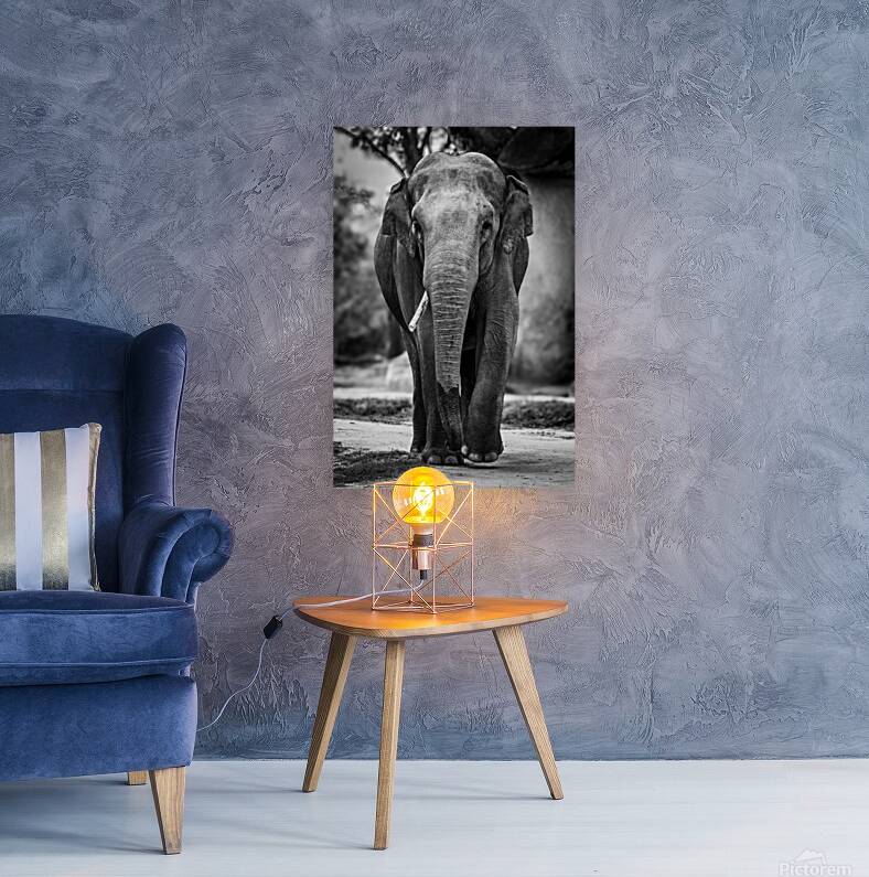 Wildlife 9 Reproduction