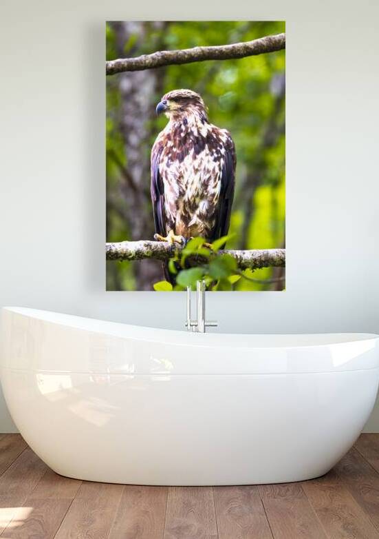 Alaska Juvenile Eagle by Tono Chavez