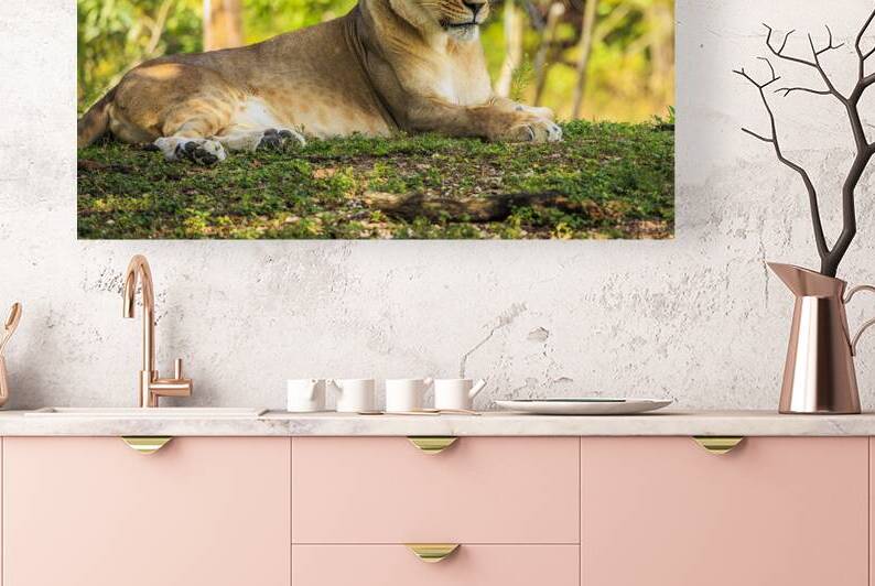 Lioness by Tono Chavez