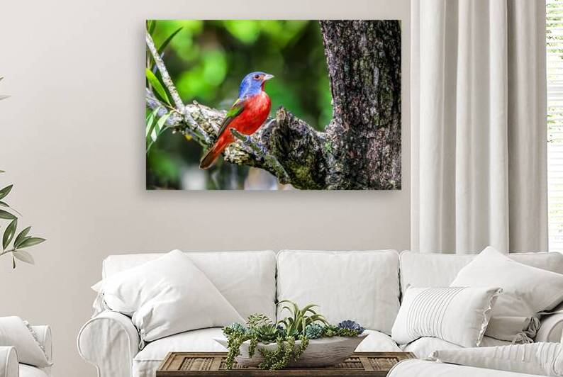 Painted bunting by Tono Chavez