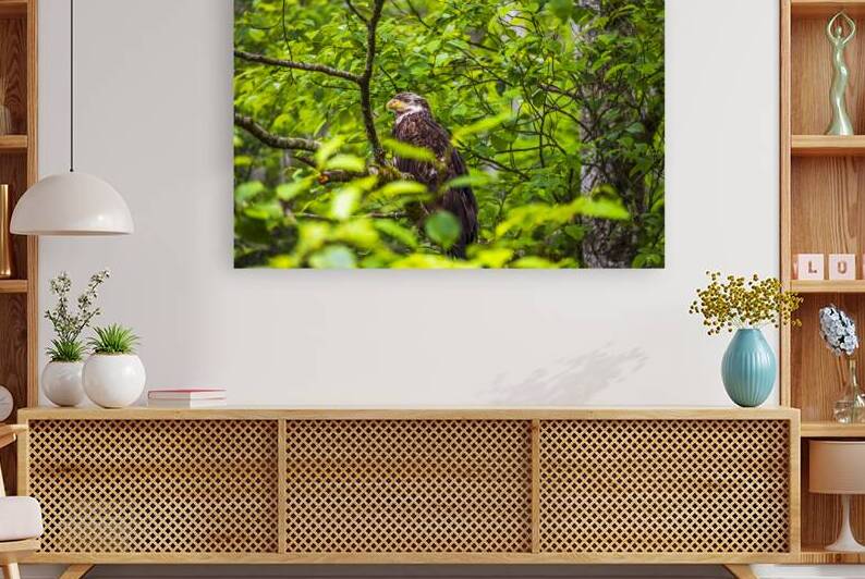 Store Alaska5L3A8248 by Tono Chavez