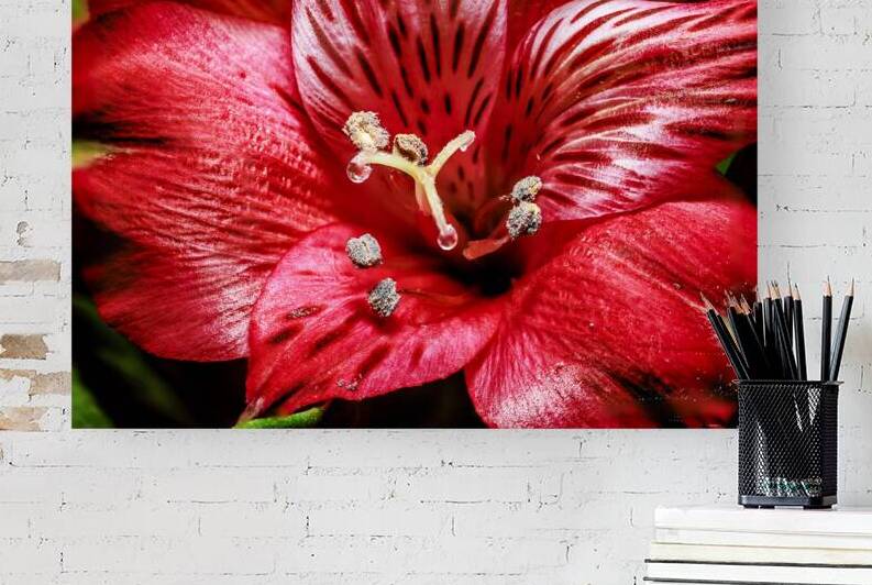 Store Macro 5L3A3569 by Tono Chavez