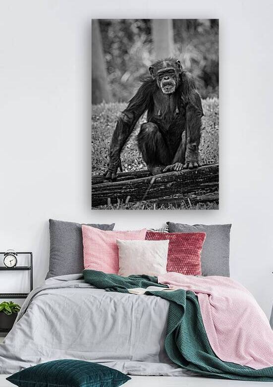 Wildlife 5 by Tono Chavez