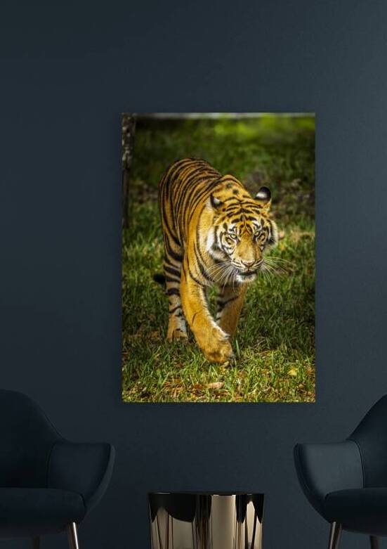 Wildlife 3 by Tono Chavez